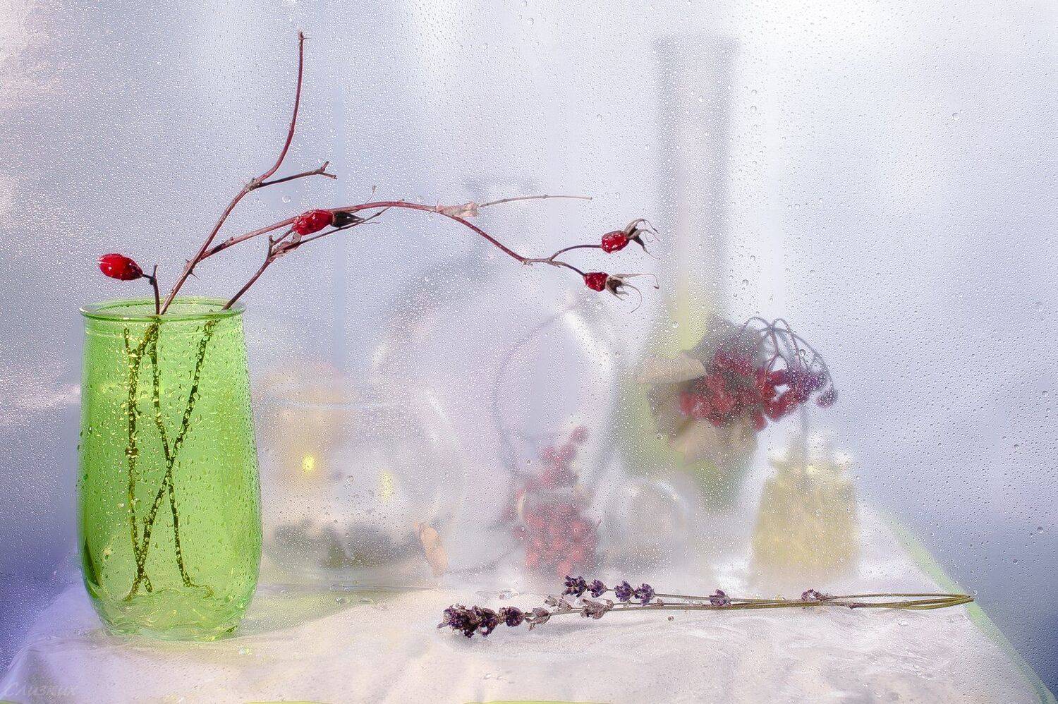 этюд,фантазия, свет,шиповник,цвет,капли,лаванда, Инаида