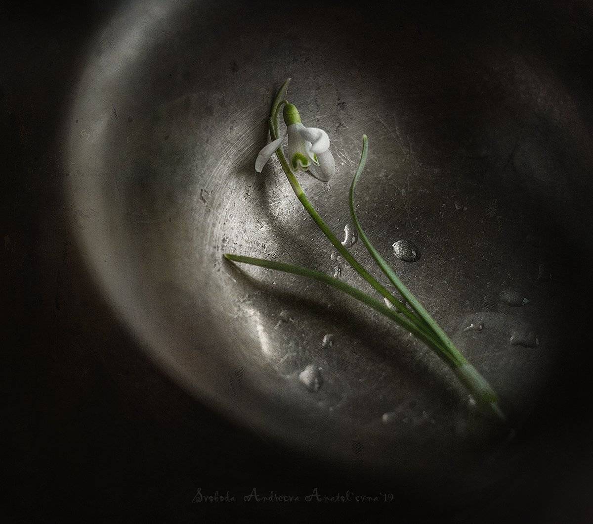 подснежник, Svoboda Andreeva