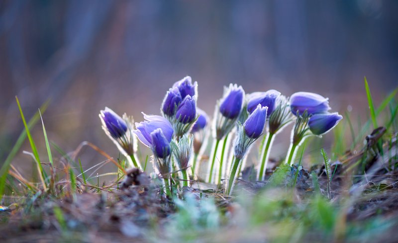 весна, цветы, сон-, трава В ожидании солнца фото превью