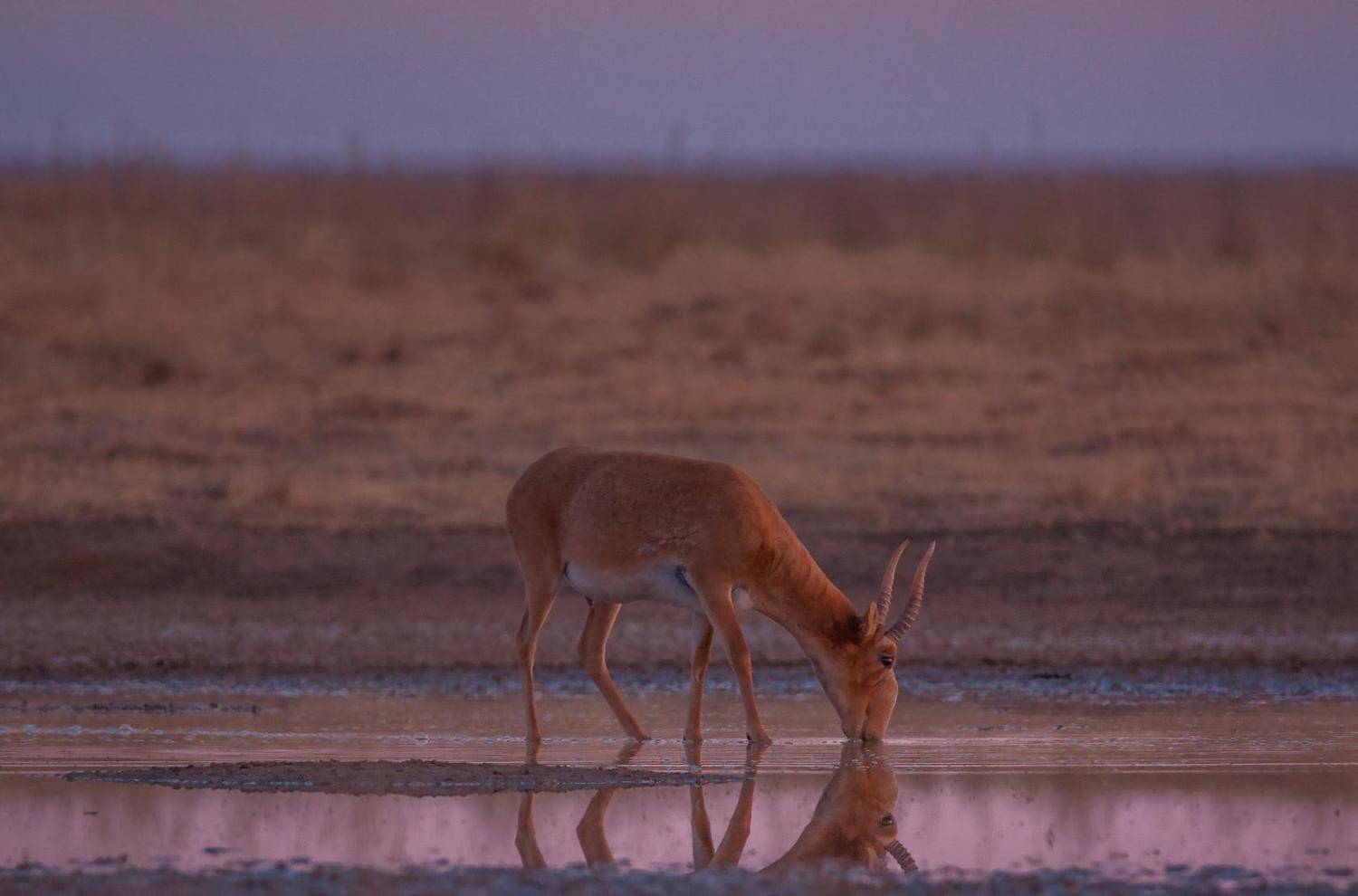 сайга́к &mdash; парнокопытное млекопитающее из подсемейства настоящих антилоп. в 2002 году международным союзом охраны природы этот вид был отнесён к категории &laquo;cr&raquo;, то есть &laquo;находящийся в критическом состоянии&raquo;, Сергей цыбизов