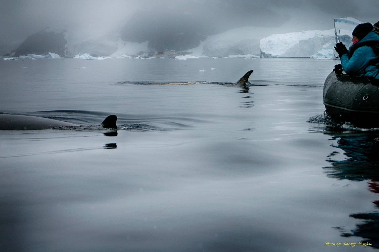 , Николай Шелепов