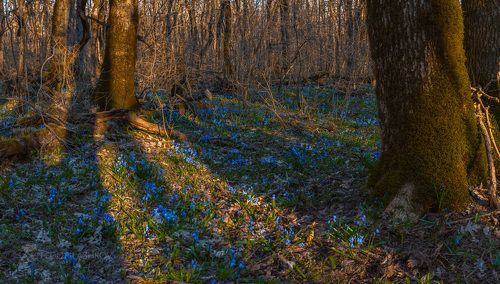 Весенний лес на Ставрополье