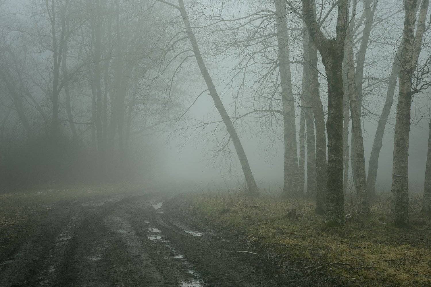 роща туман утро дорога, Александр Жарников