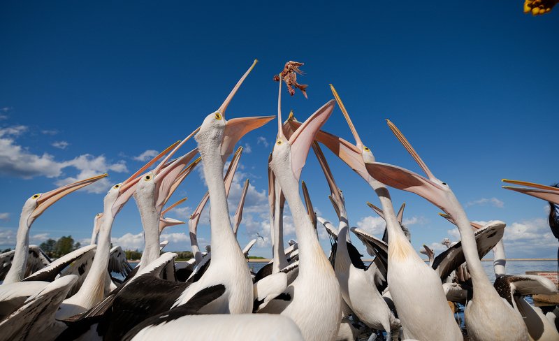 pelican feeding фото превью