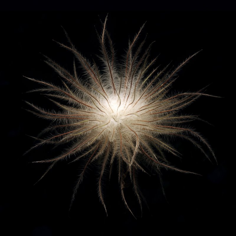 Пушистик фото превью