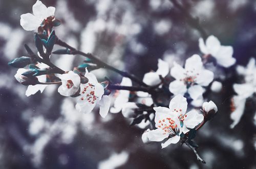 Про таинство апрельского цветенья.