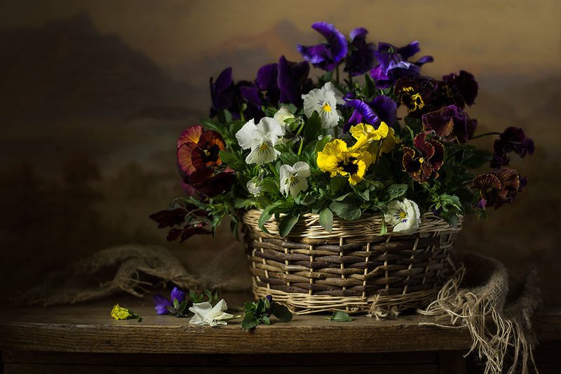 натюрморт с анютиными глазками,виолы,весна,цветы,художественное фото,искусство.  фото превью