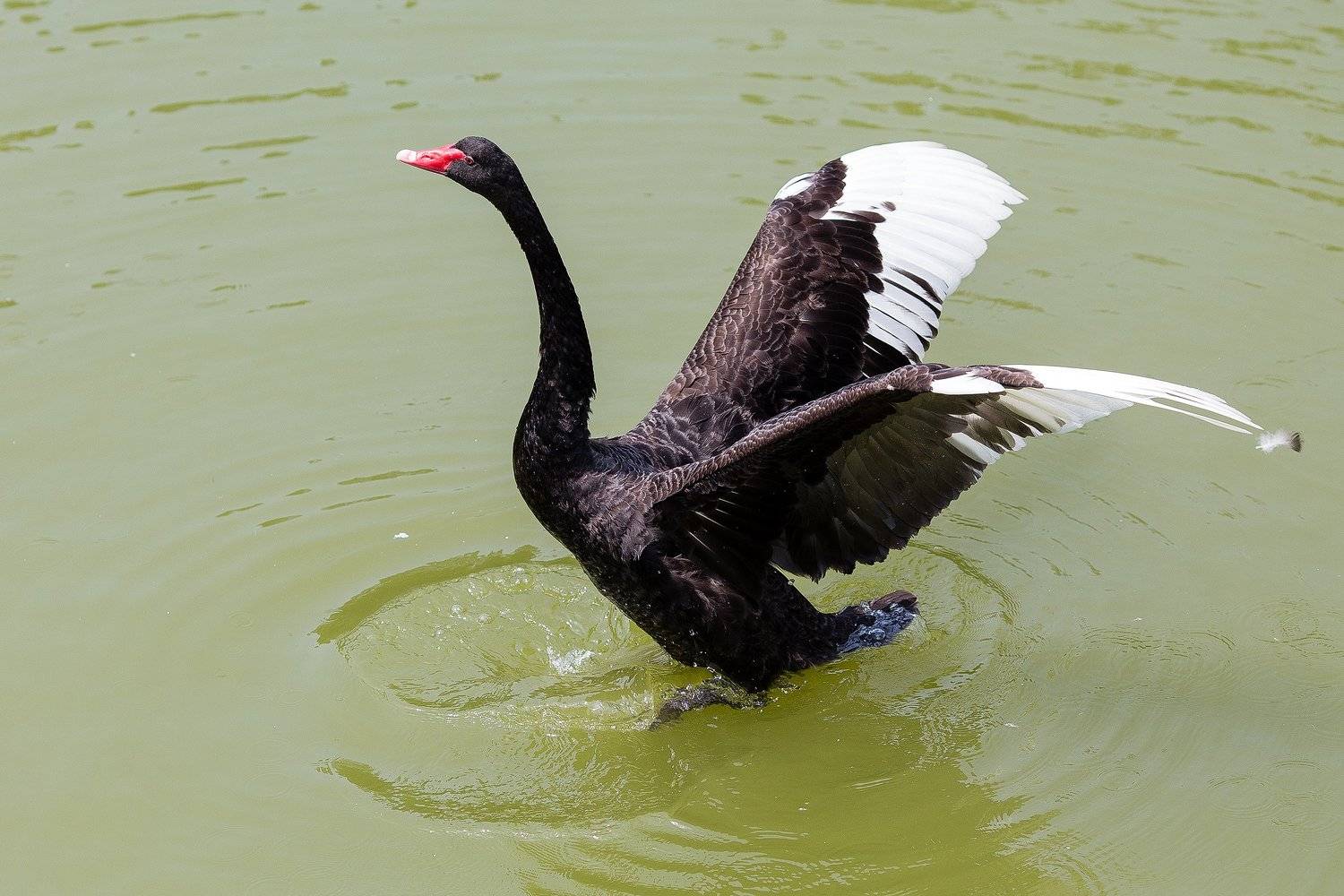 , Сосновских Вячеслав