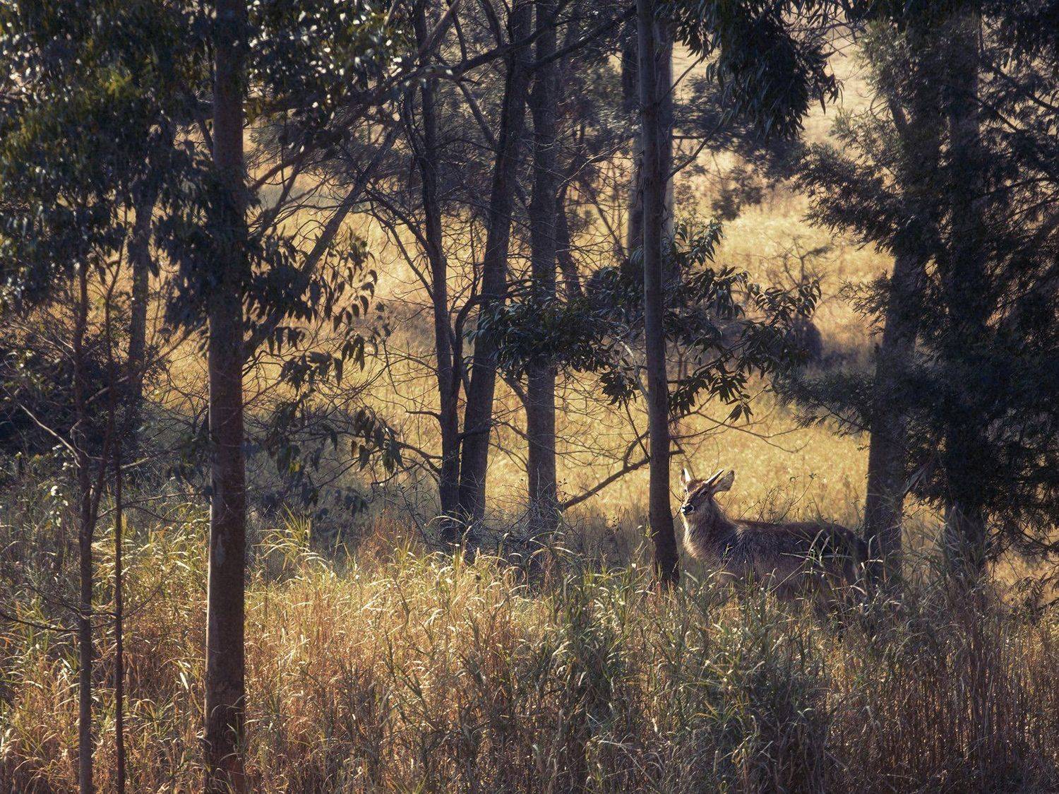 , Рашид Усманов