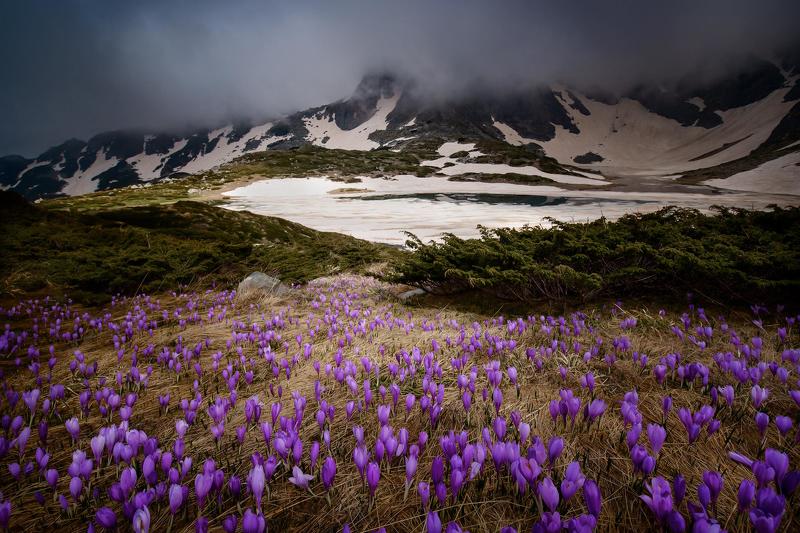 Минзухарени полета - Рила фото превью