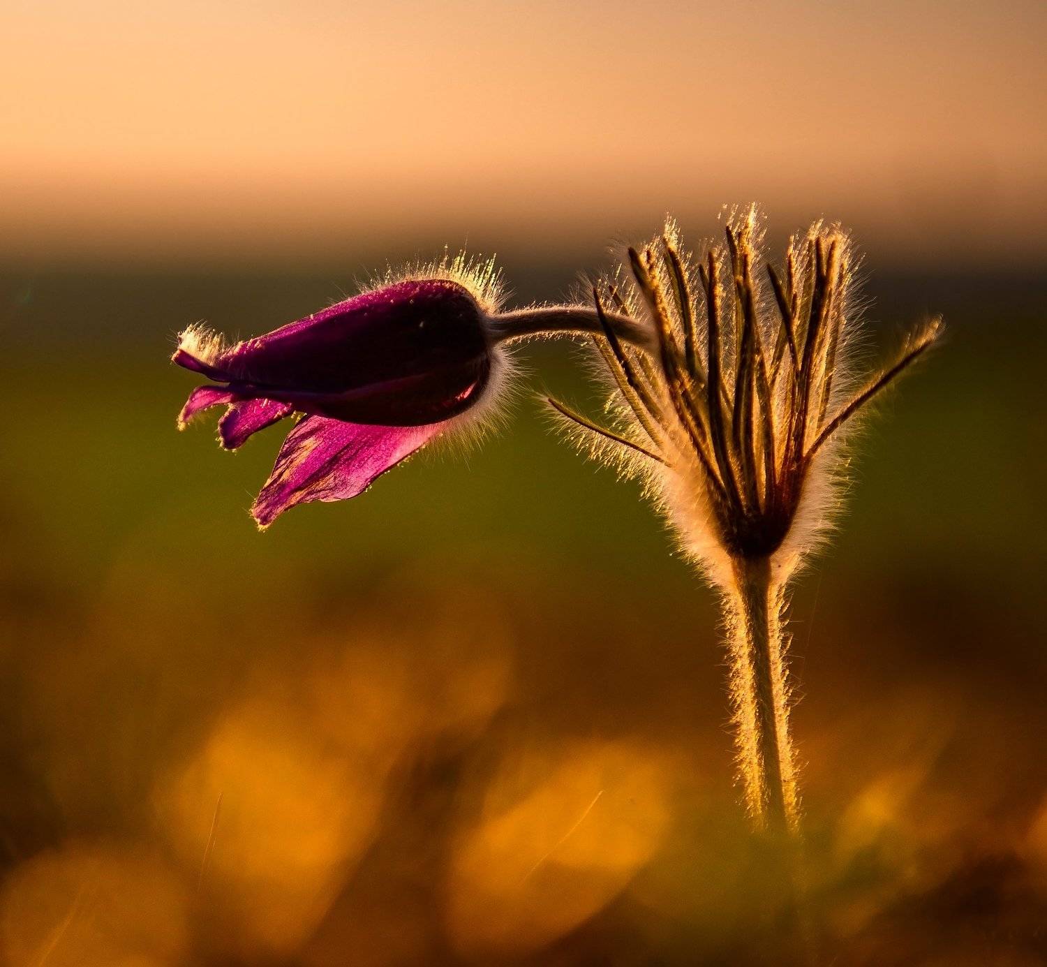 , Николай Кулев