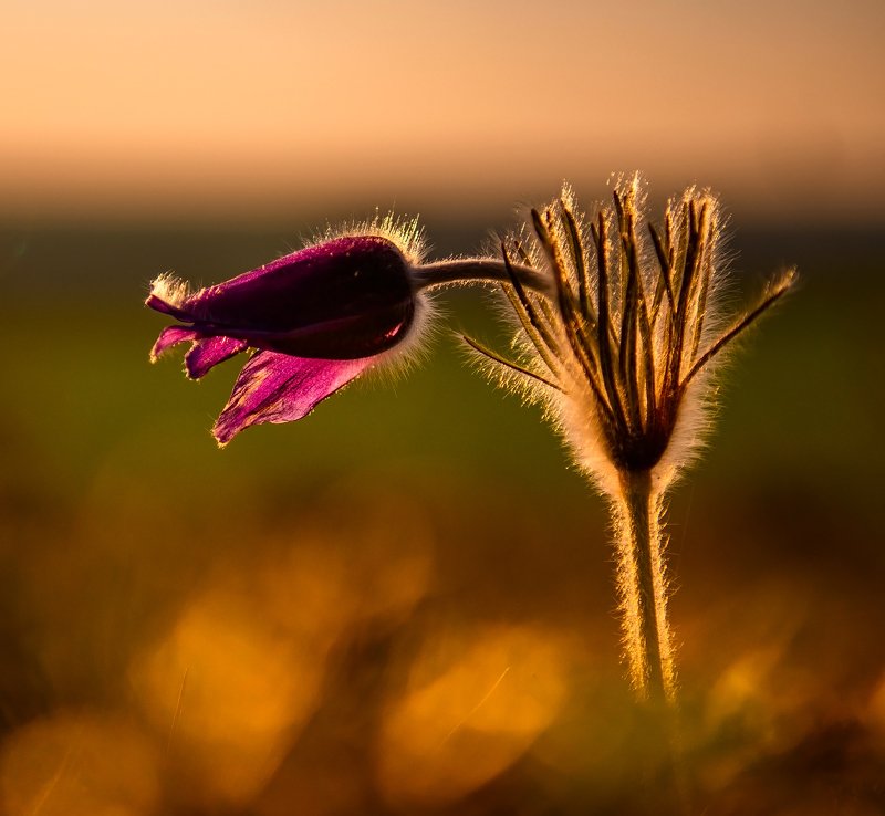 * фото превью