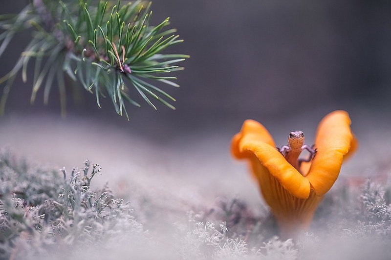 *** фото превью