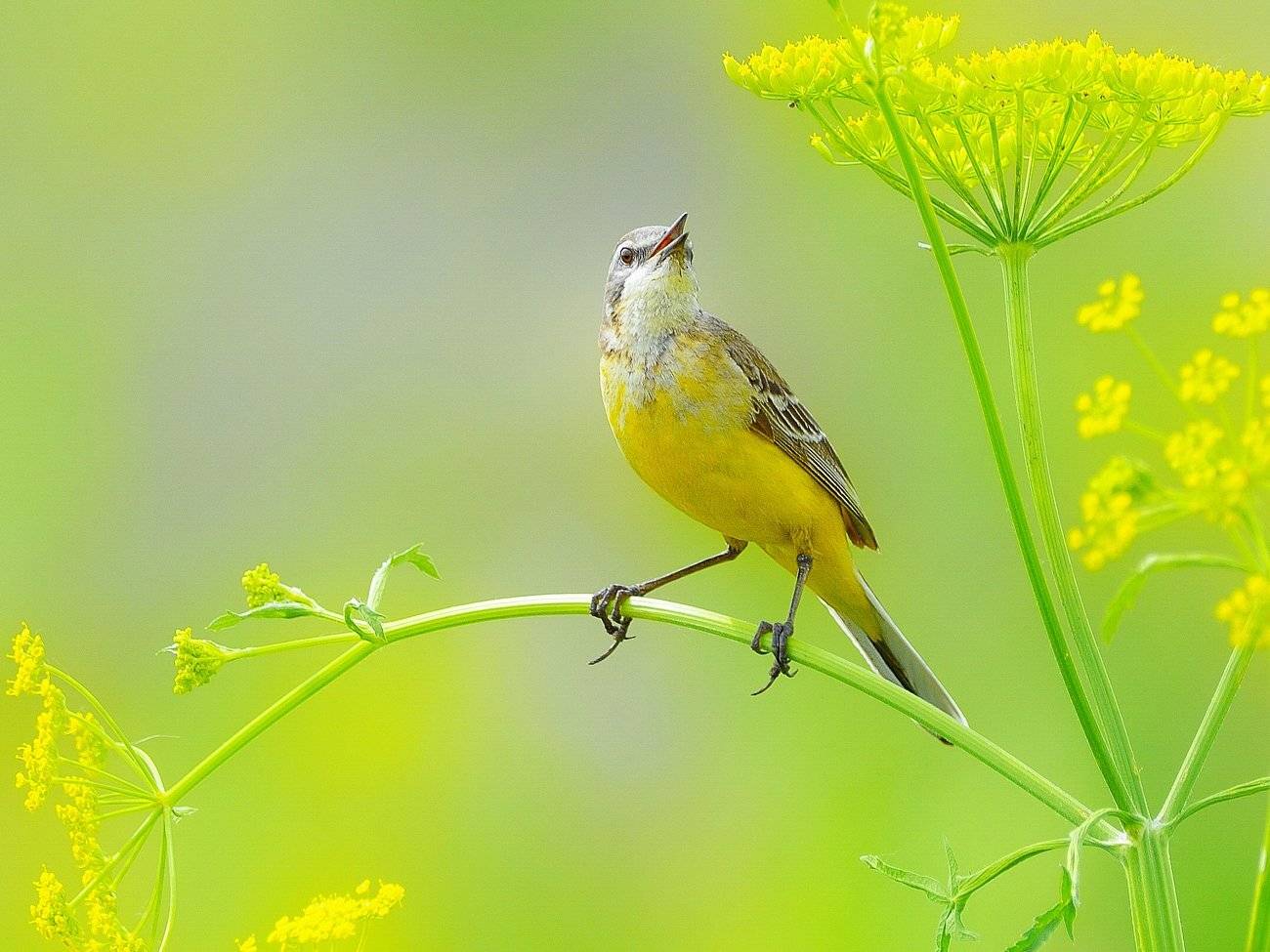 природа, фотоохота, желтая трясогузка, птицы, животные,цветы, лето, vladilenoff