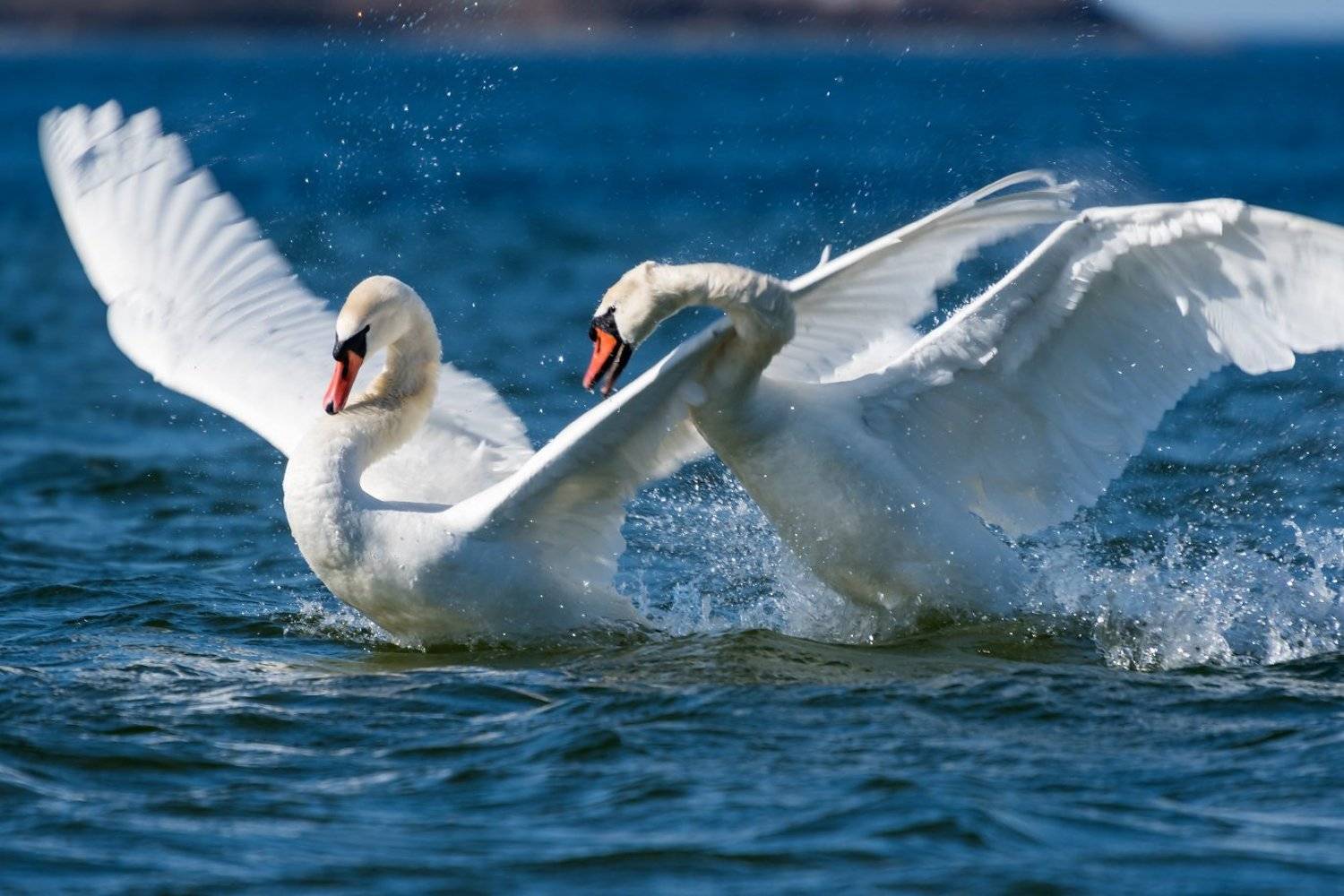 , Александр Абросимов