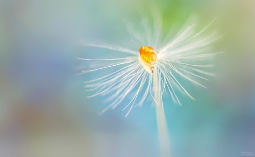 Одна меньше другой