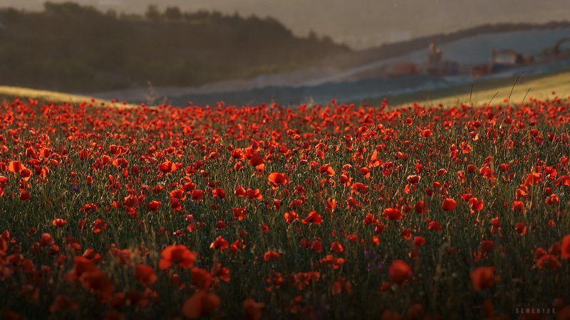 Маковая феерия. фото превью