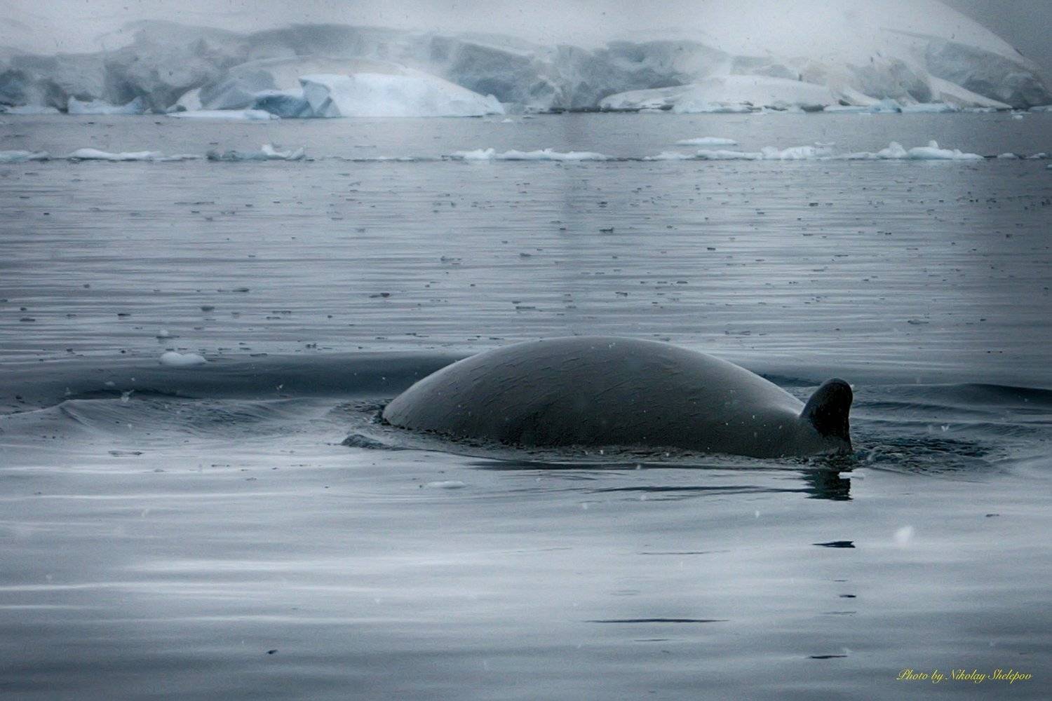 , Николай Шелепов
