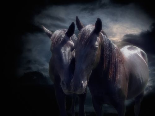 horses in night