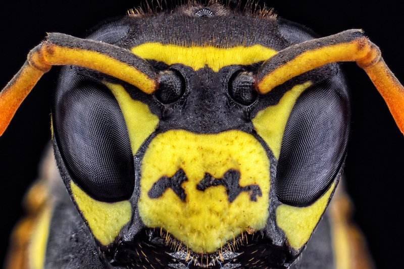 оса, полосатая муха, насекомое, макро, глаза, сетка. Оса фото превью