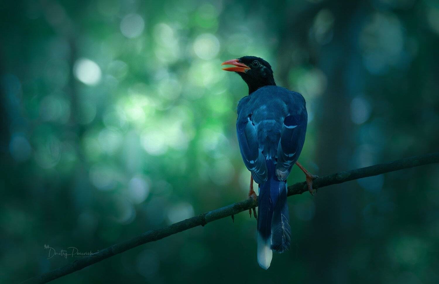 природа, животные, птицы, вьетнам, остров фукок, Дмитрий Посевич