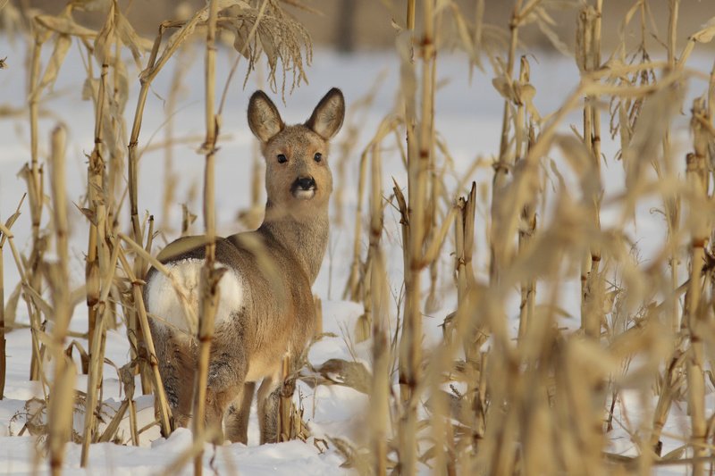 кукурузник фото превью