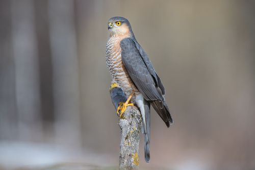 Ястреб-перепелятник
