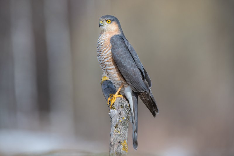 ястреб  перепелятник Ястреб-перепелятник фото превью