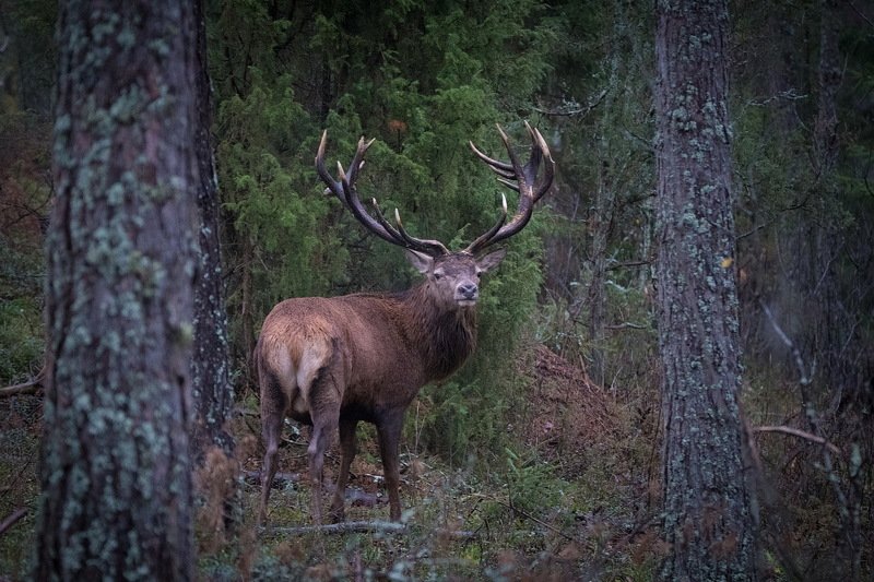 Кто олень?Я олень? фото превью