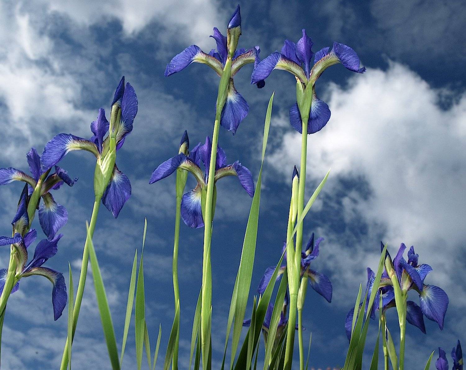 尾形光琳, , , vincent, willem, van, gogh, Александр Зорин