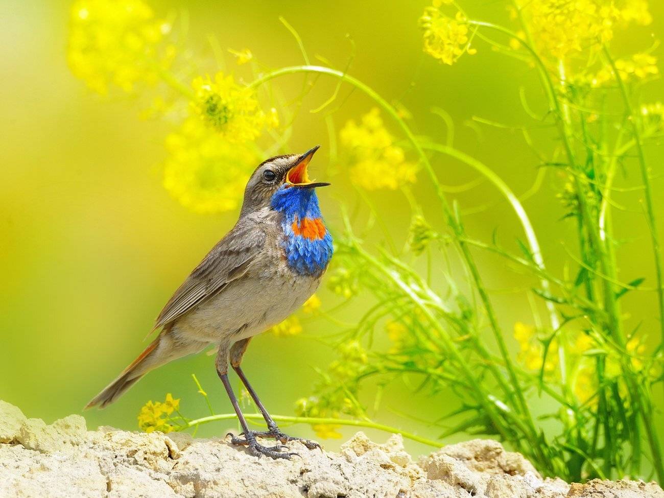 природа, фотоохота, варакушка, птицы, животные, цветы, лето, vladilenoff