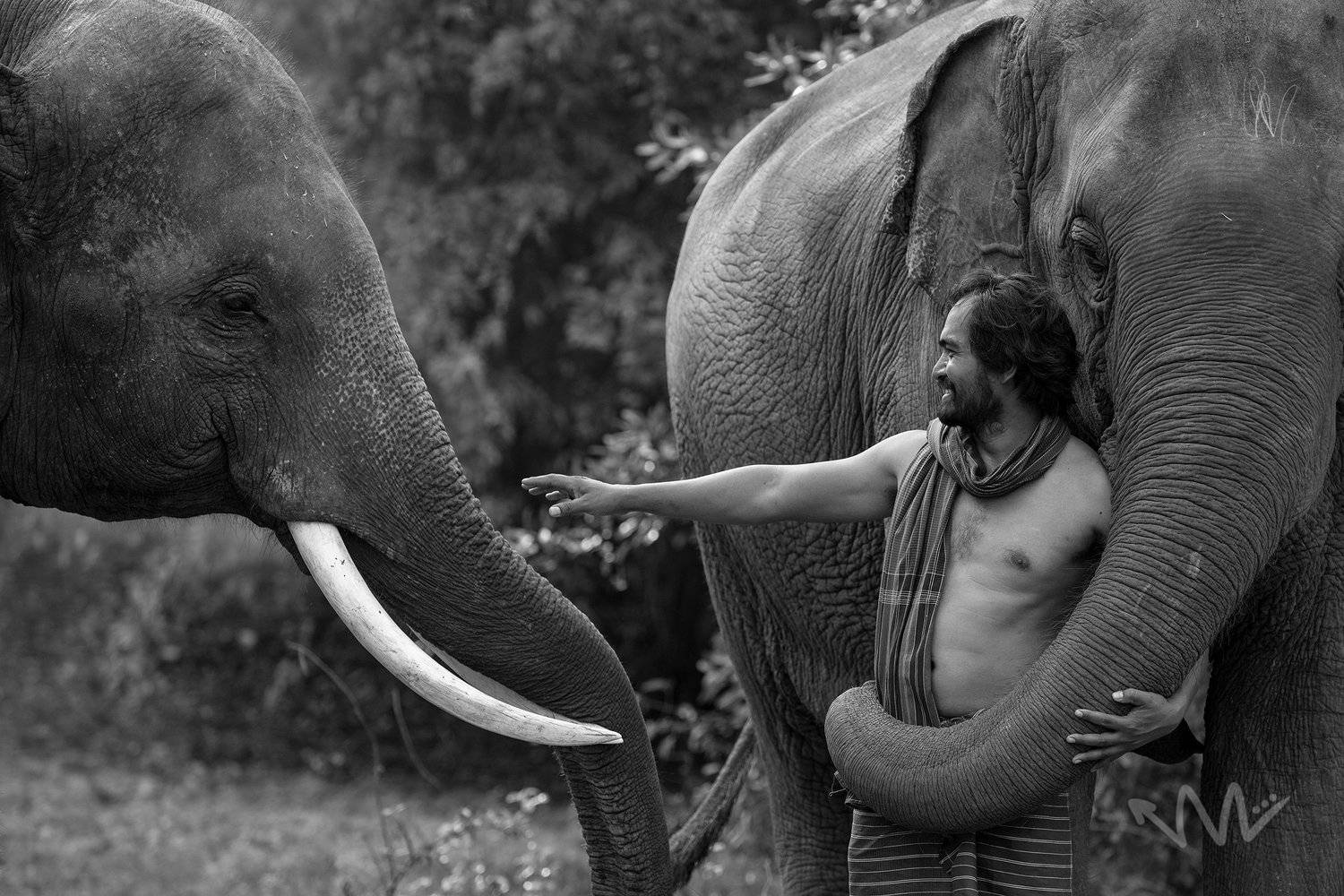 portrait,elephant,animal,man,Thai,animal,asia,, SUTIPOND SOMNAM