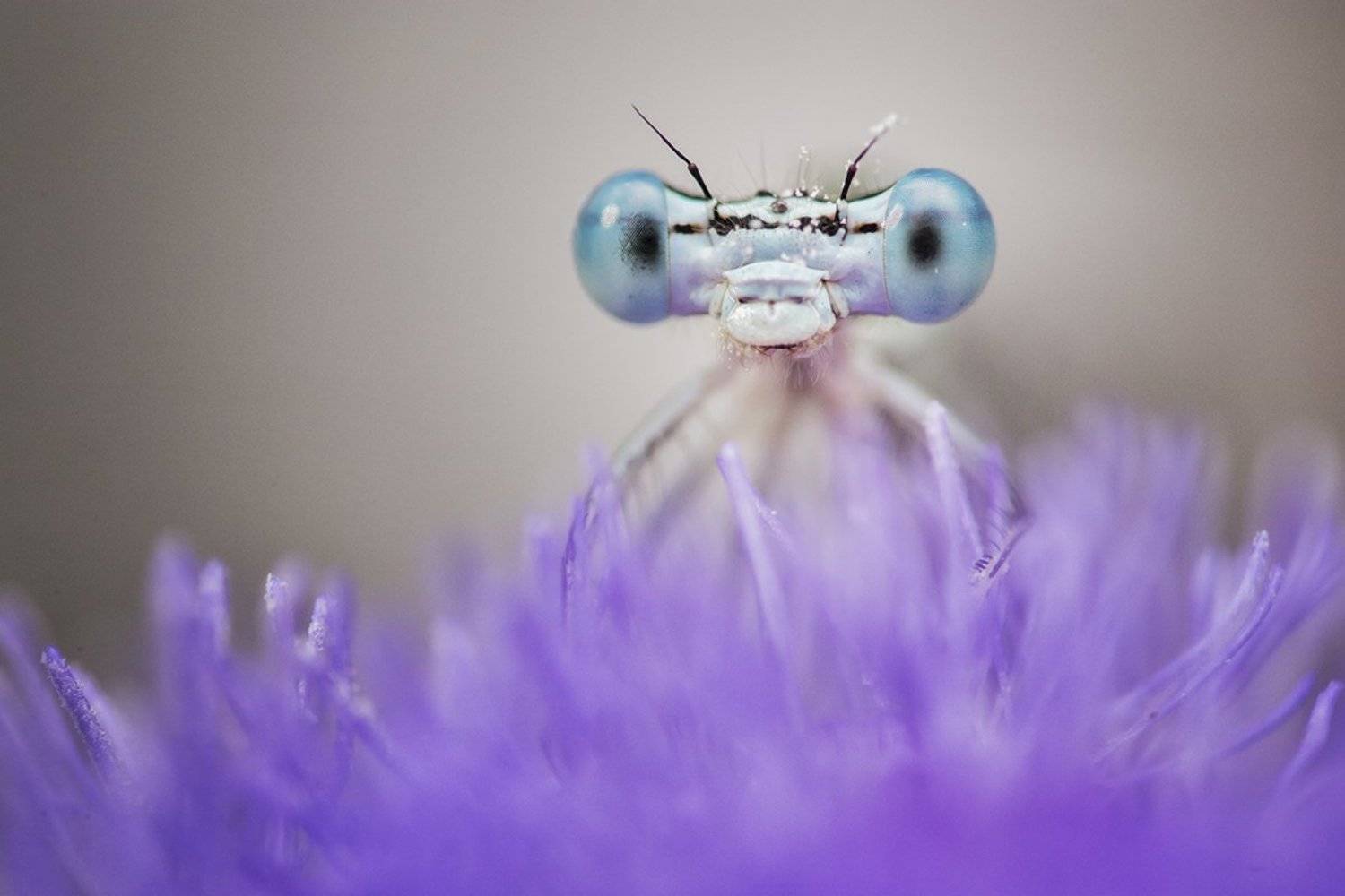 , Nicolae Fanurie Chirobocea