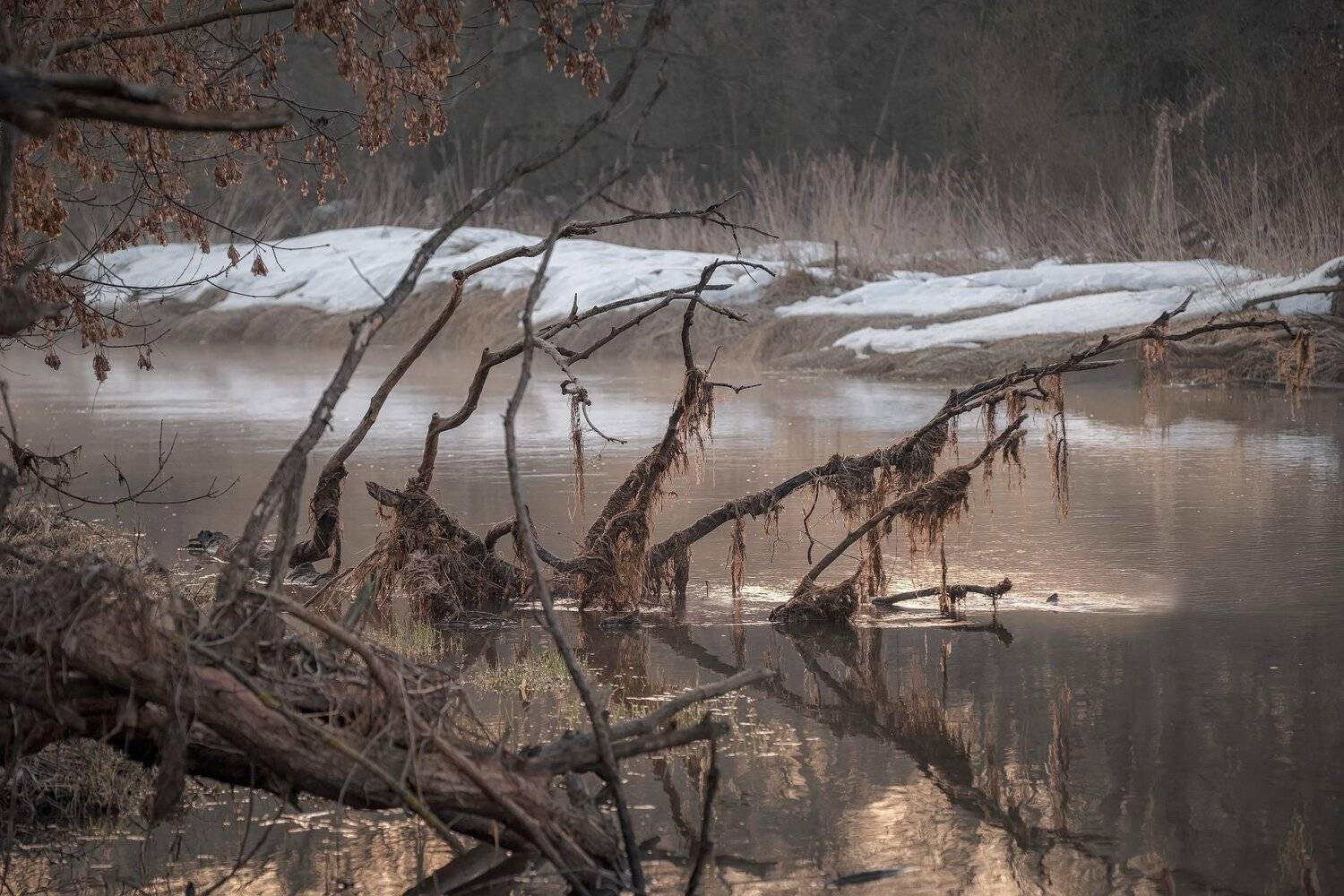 истра, река, вода, водяной, коряга, отражения, март, тепло, рассвет, солнце, деревья, ветки, туман, Андрей Чиж