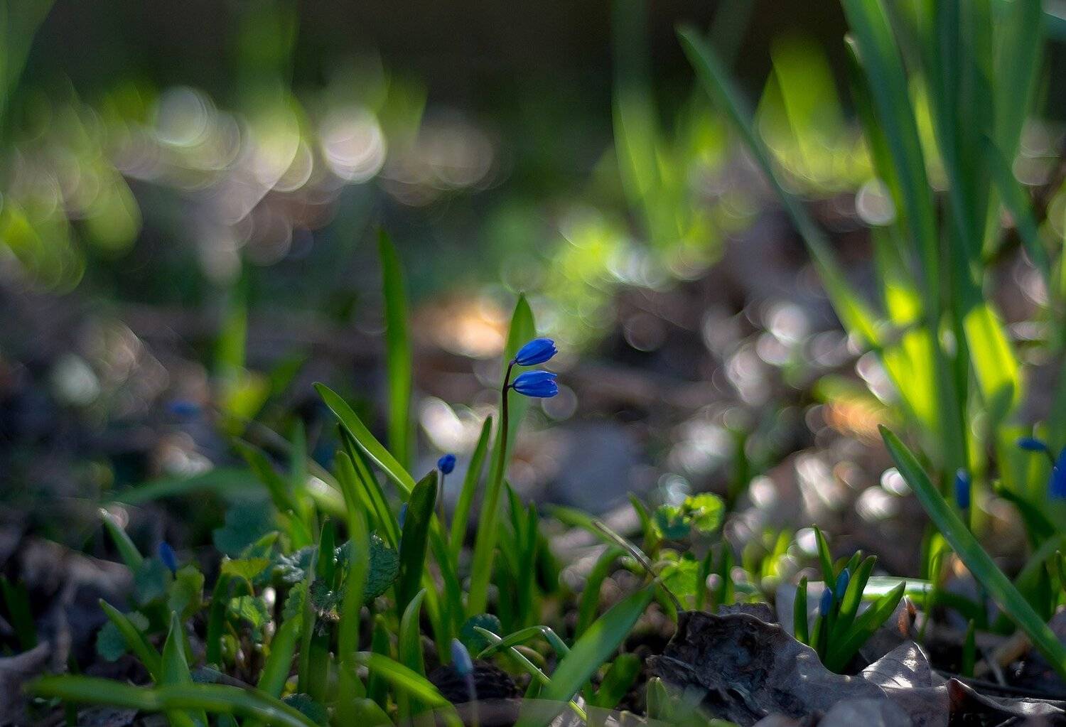 макро,цветы,природа,весна,синее,перелески,боке,свет,трава,, Антонина Яновска