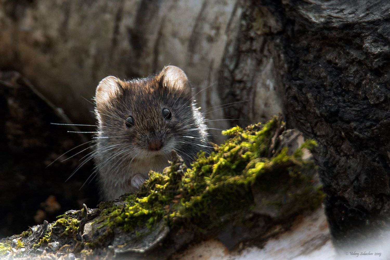 , Валерий Субачев