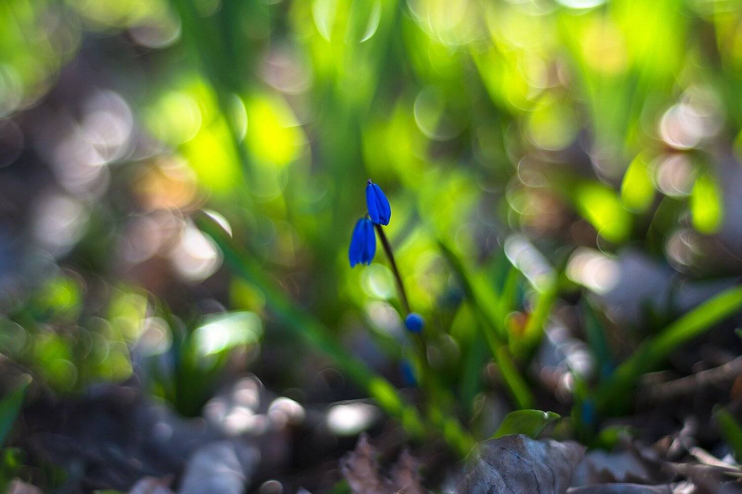 макро,цветы,боке,перелески,весна,свет,трава,природа,макро-красота,синий,зелёный,, Антонина Яновска