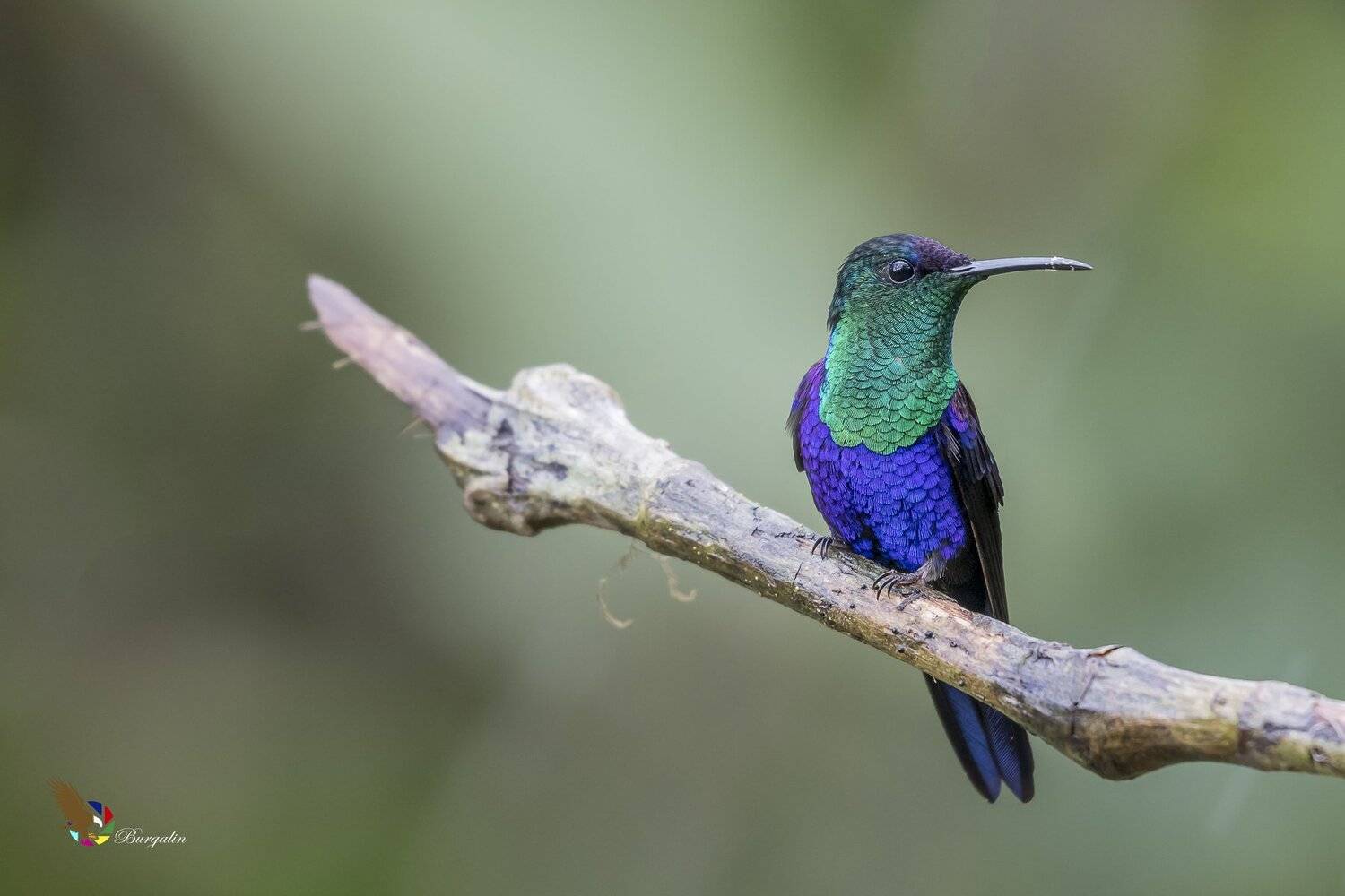 , Fernando Burgalin Sequeira