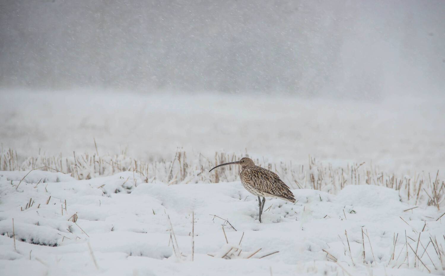 , Михаил Белоусов