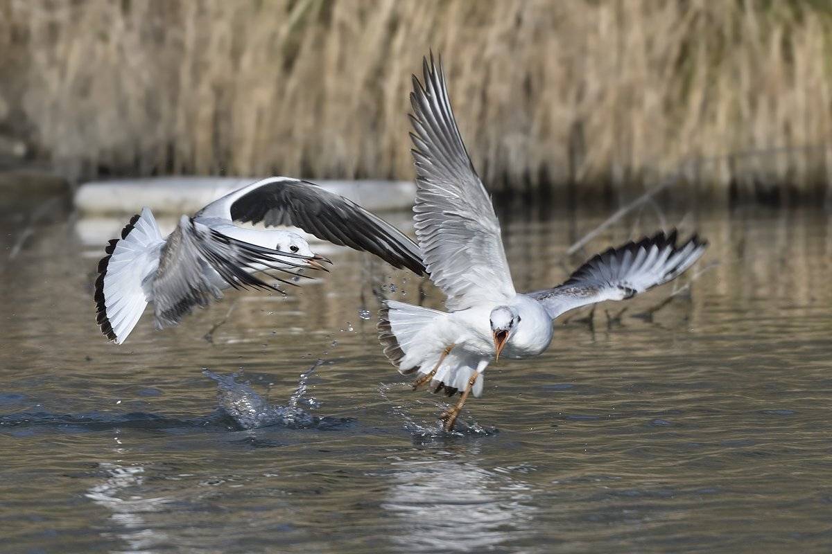 птицы birds slovakia, Jaroslav Mego