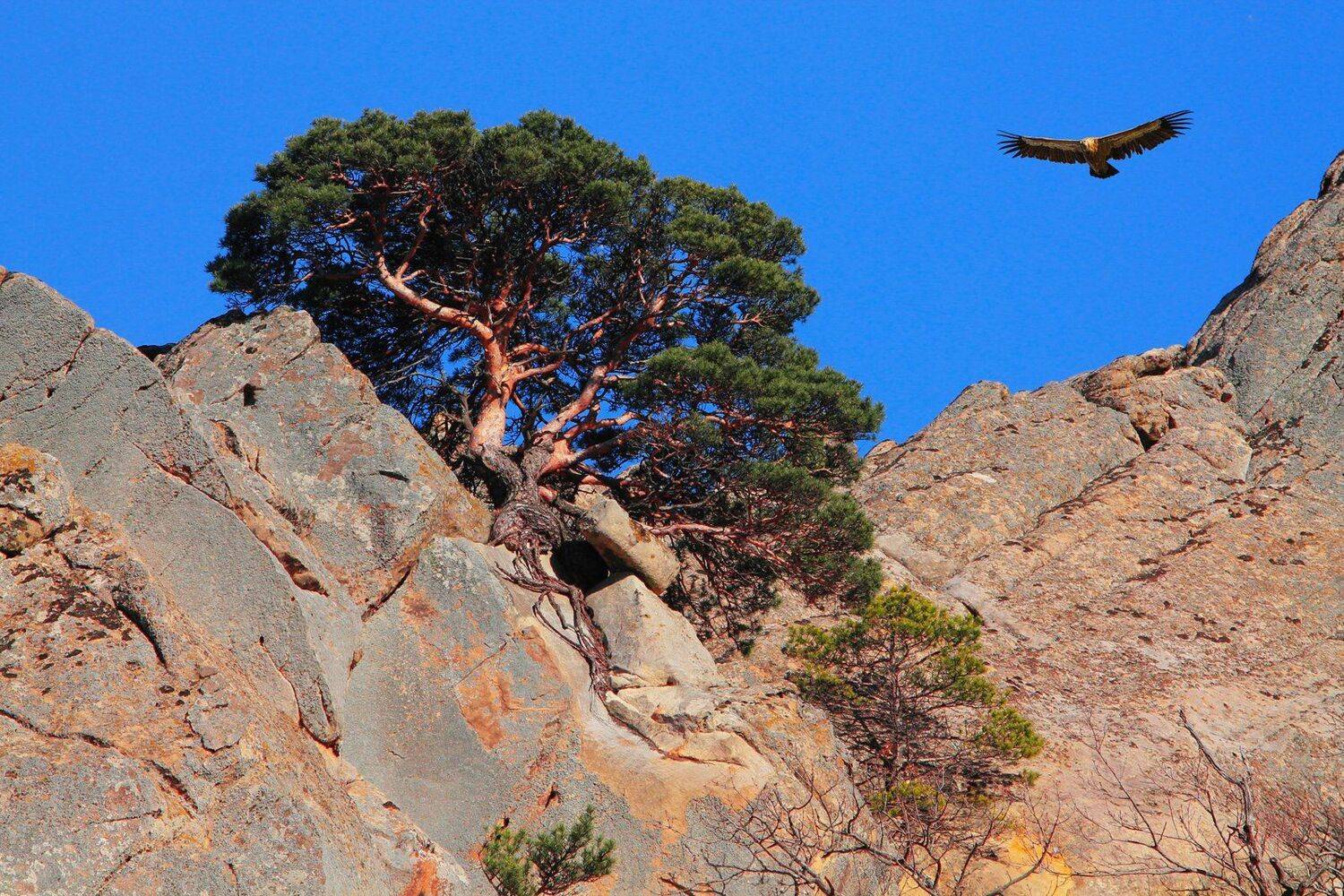 горы,весна!,пейзаж,гриф,, Marat Magov