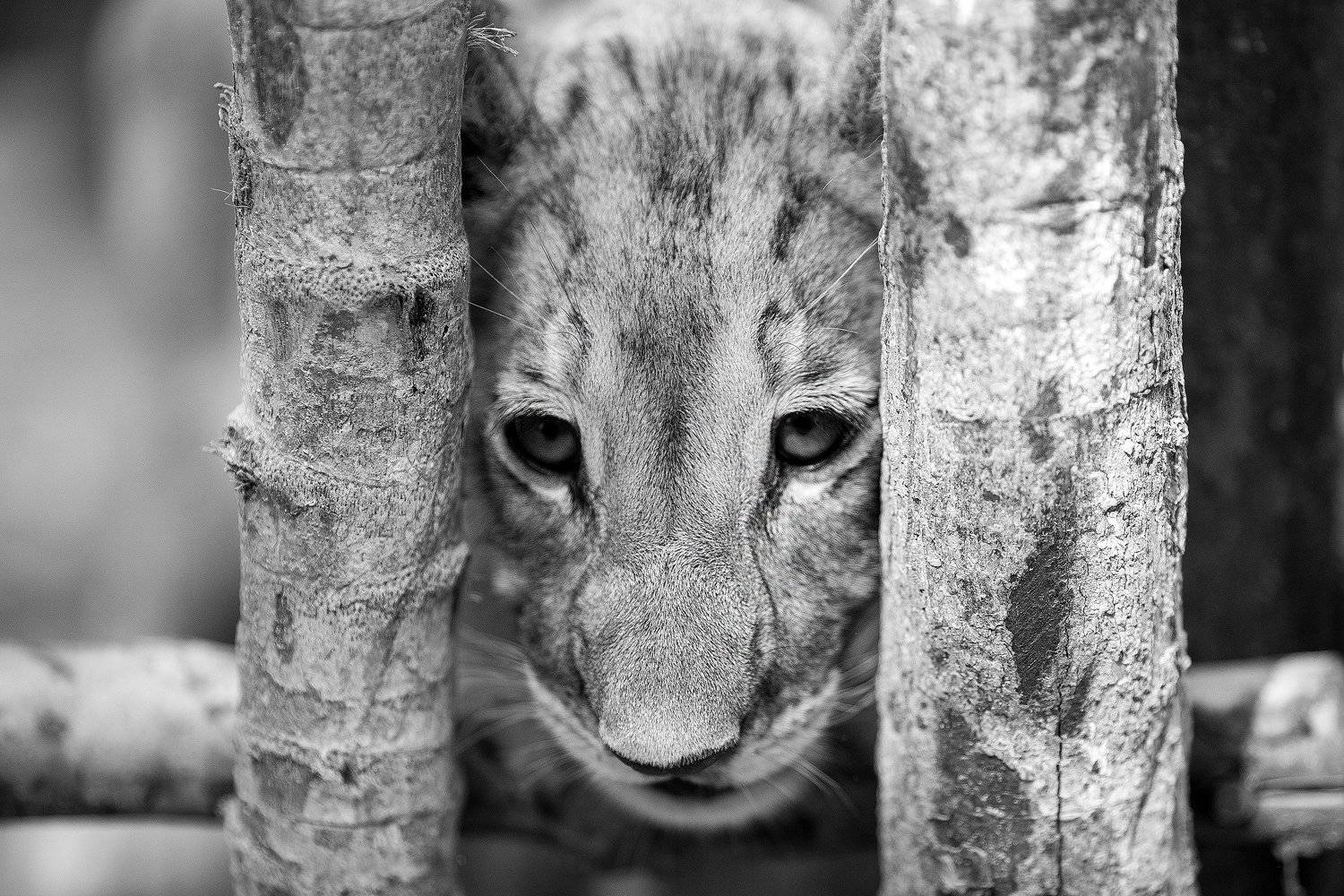 , Сосновских Вячеслав