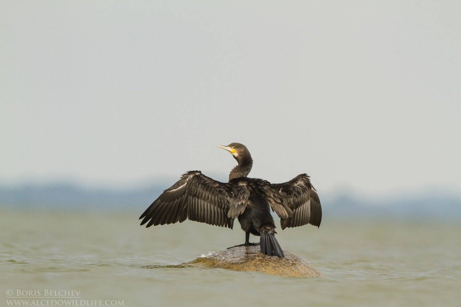 , Борис Белчев