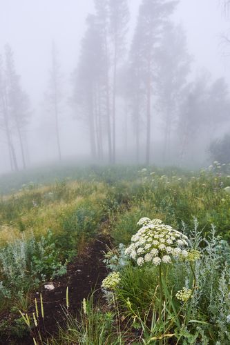 Мистический туман