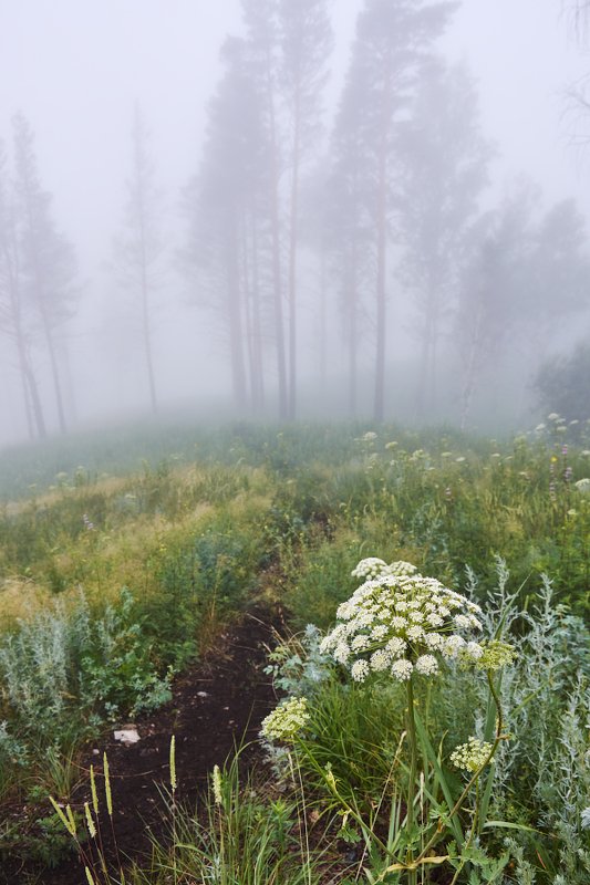 рассвет, цветы, туман Мистический туман фото превью