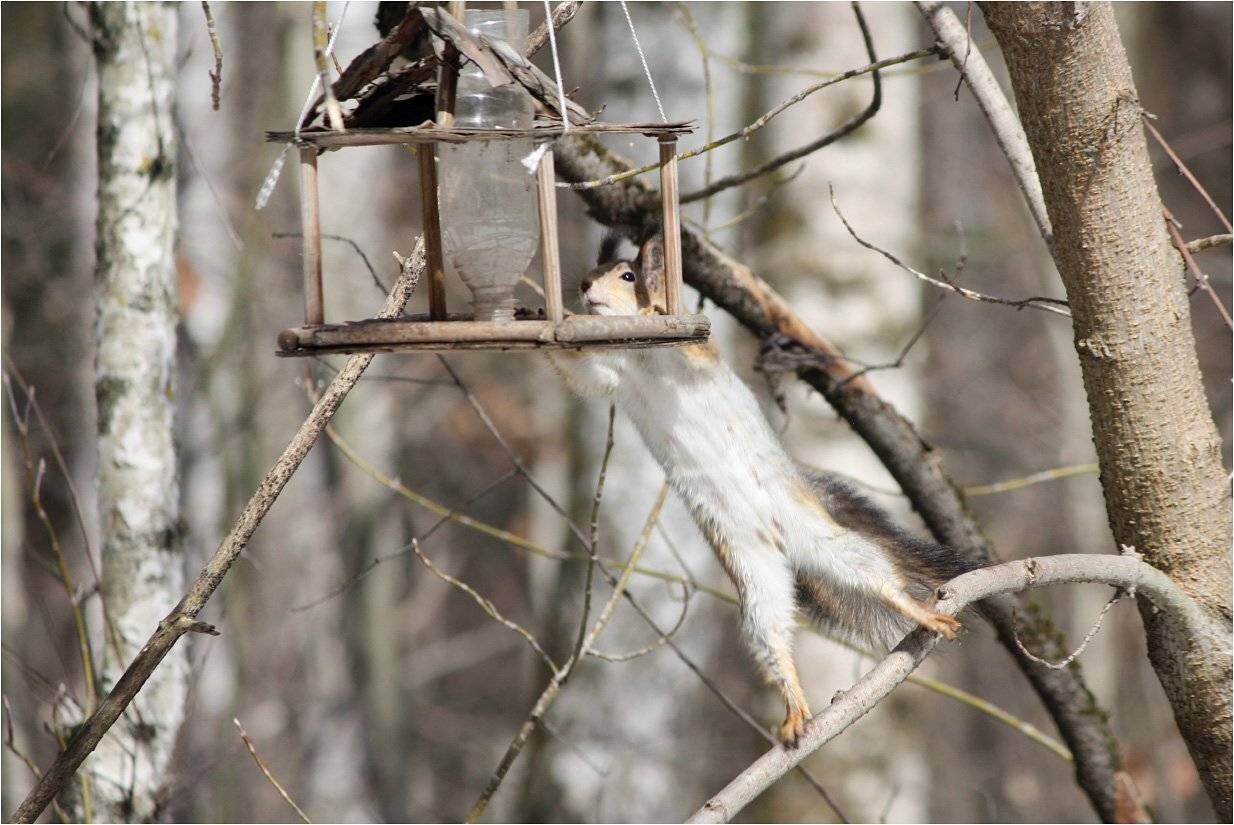 белка, КарОл