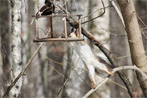 Инспектор кормушек