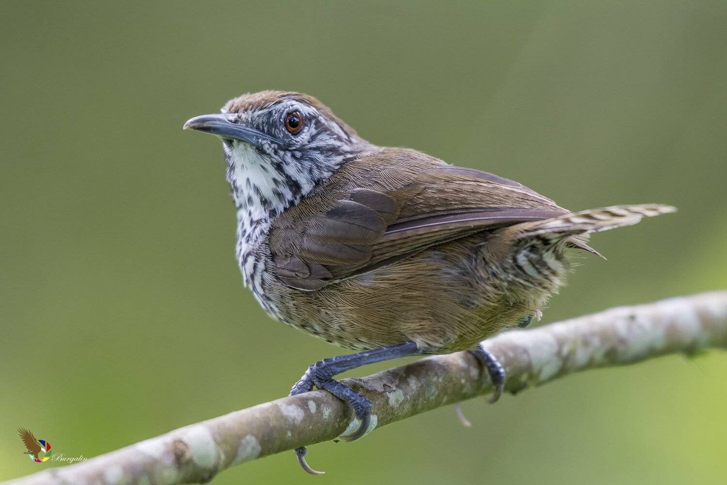 , Fernando Burgalin Sequeira