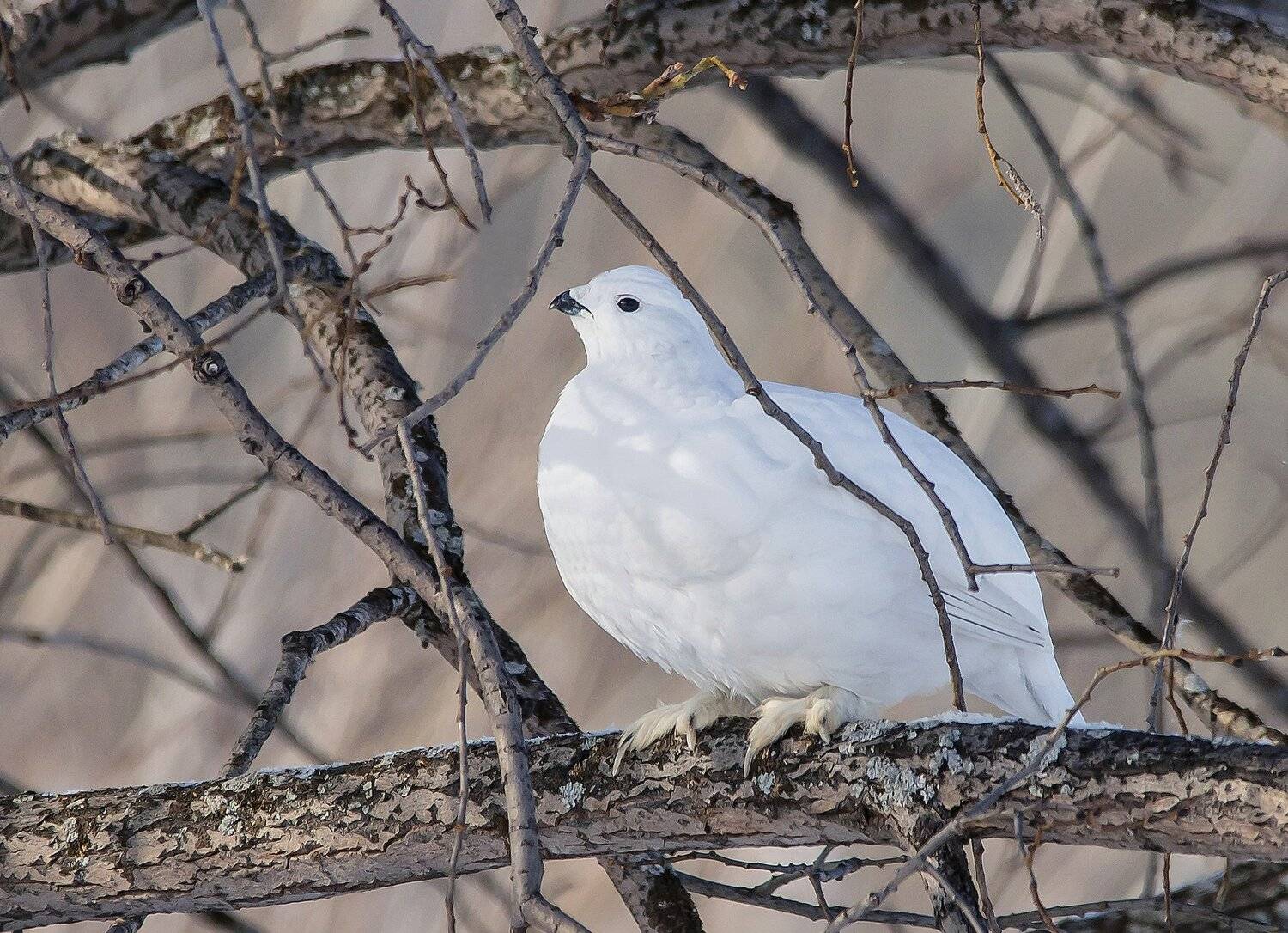, Михаил Белоусов