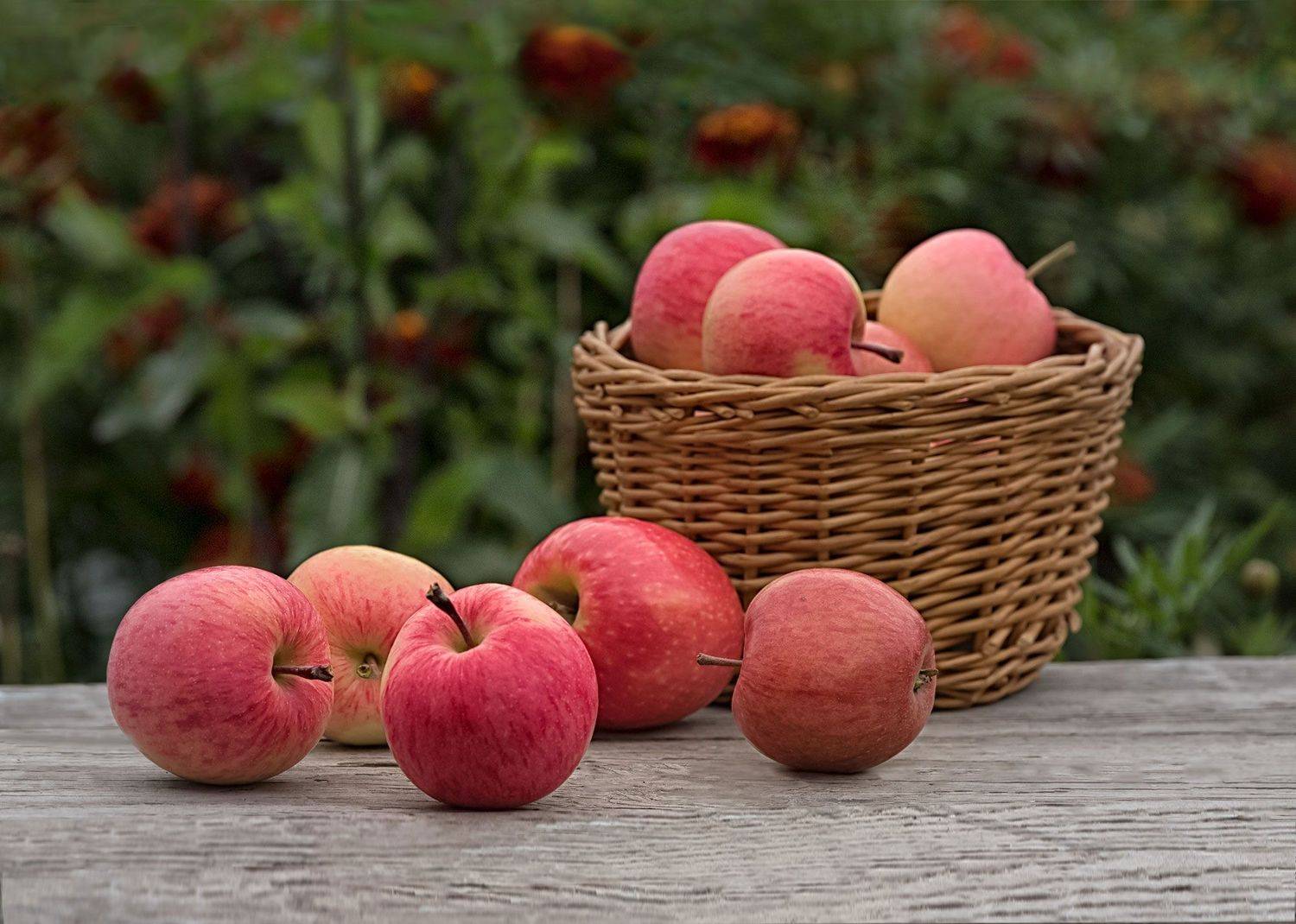 натюрморт, яблоки, корзинка, Вера Лопатина